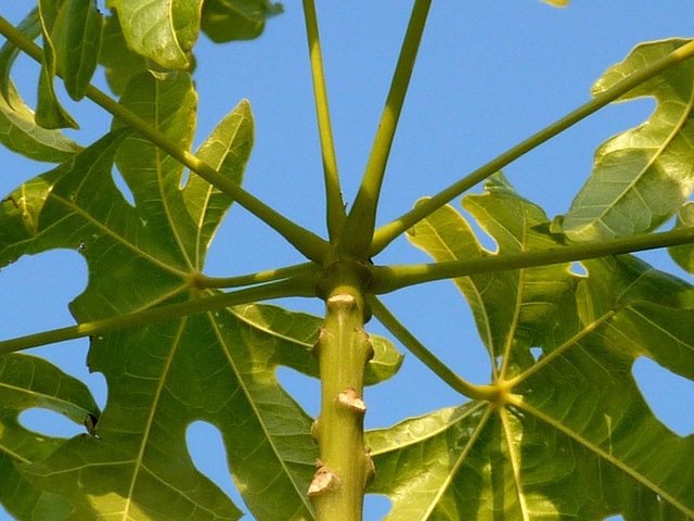 Brachychiton acerifolius (Brachychiton acerifolius)