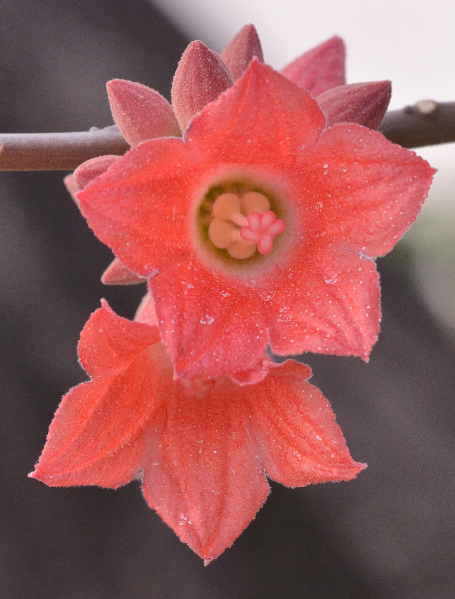 Kurrajong nain (Brachychiton bidwillii)