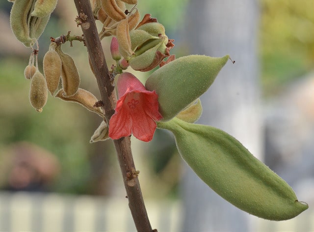 Kurrajong nain