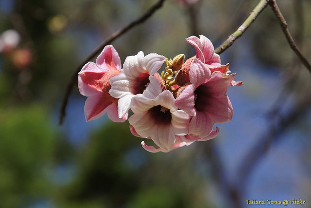 Brachychiton discolor (Brachychiton discolor)