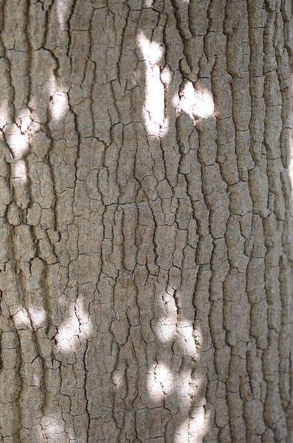 Brachychiton discolor