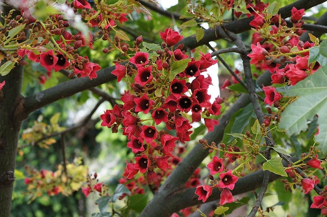Brachychiton discolor