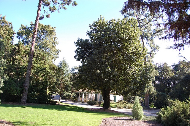 Brachychiton discolor
