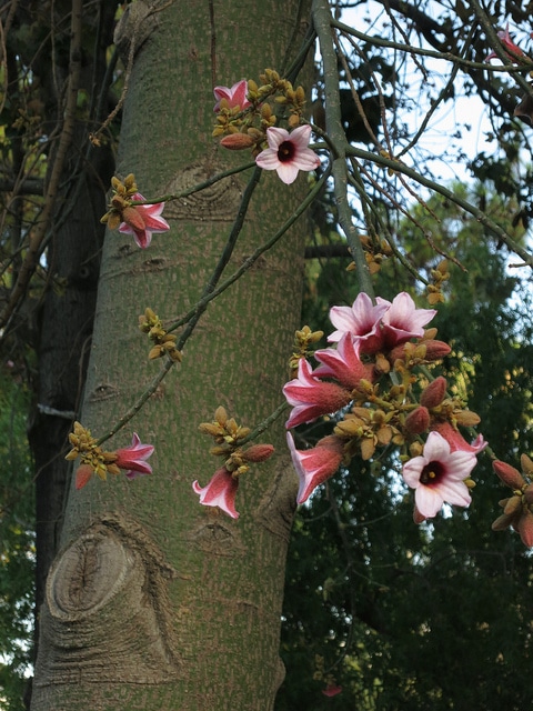 Brachychiton discolor