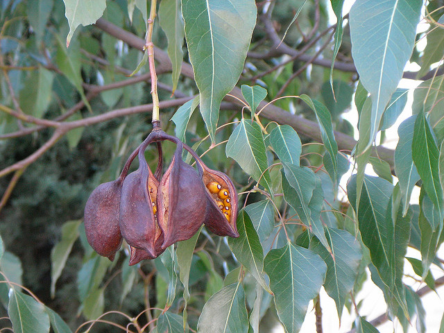 Kurrajong