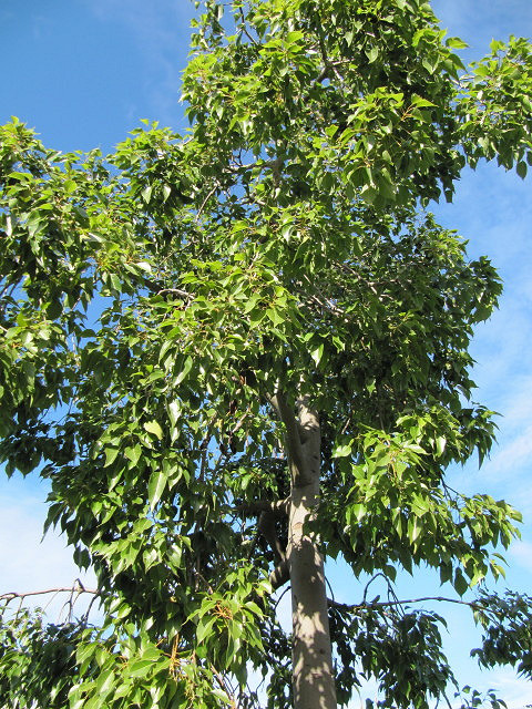 Kurrajong