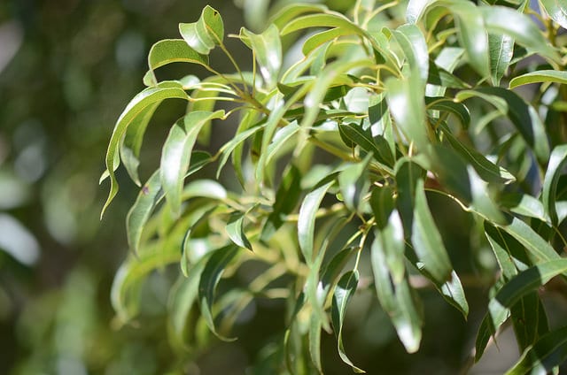 Arbre bouteille australien (Brachychiton rupestris)
