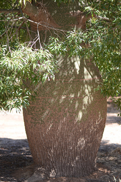 Arbre bouteille australien