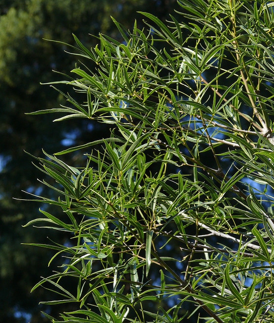 Arbre bouteille australien