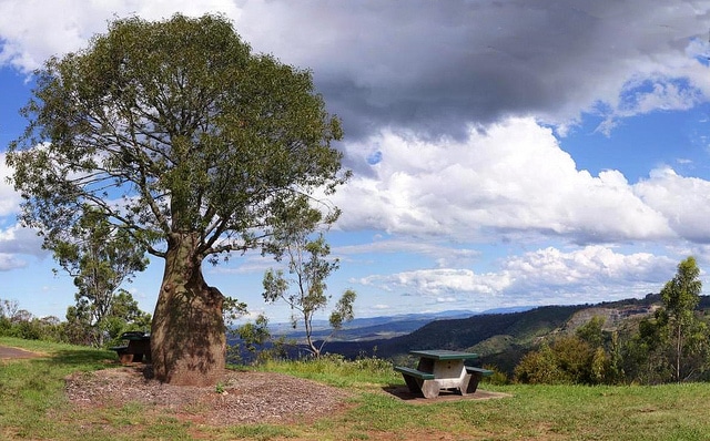 Arbre bouteille australien