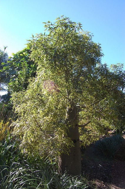 Arbre bouteille australien