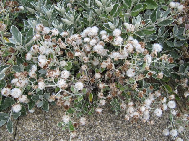 Brachyglottis greyi (Brachyglottis greyi)