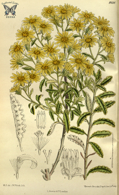 Brachyglottis monroi