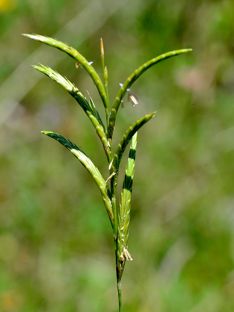 Brachypode penné