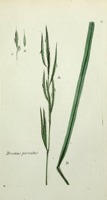 Brachypode penné