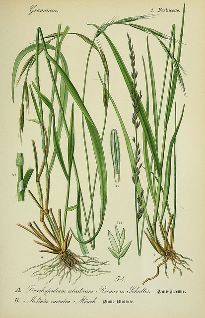 Brachypode des bois (Brachypodium sylvaticum)