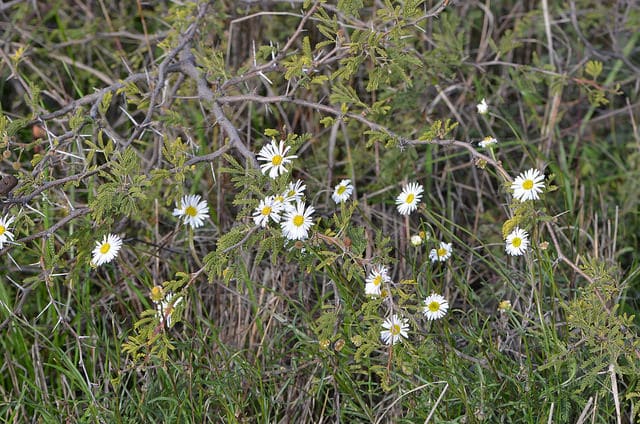 Brachyscome dentata (Brachyscome dentata)