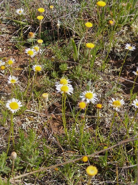 Brachyscome dentata