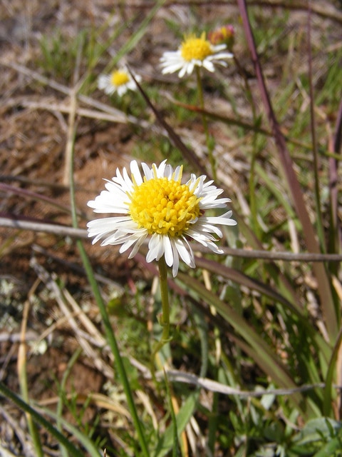 Brachyscome dentata