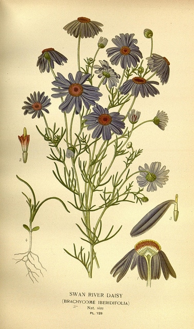 Brachycome à feuilles d’ibéris