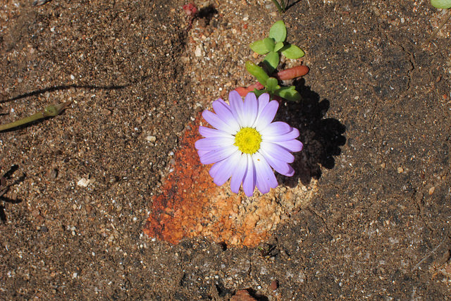 Brachycome à feuilles d’ibéris