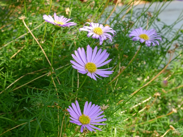 Brachycome à feuilles d’ibéris (Brachyscome iberidifolia)