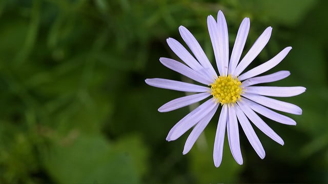 Brachyscome multifida
