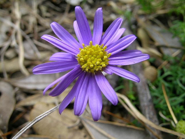 Brachyscome multifida