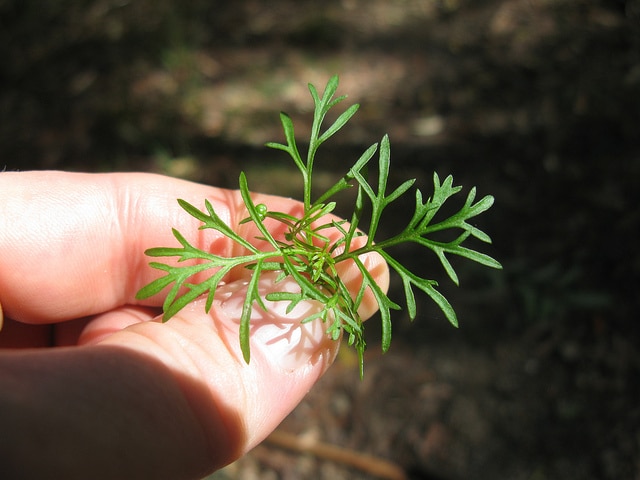 Brachyscome multifida