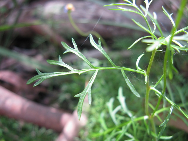 Brachyscome multifida