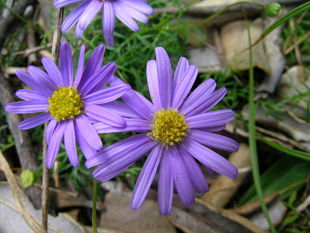 Brachyscome multifida