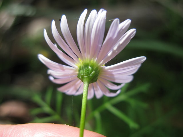 Brachyscome multifida (Brachyscome multifida)