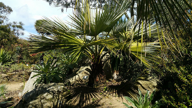 Palmier bleu du mexique (Brahea armata)