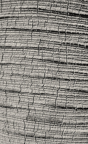 Palmier bleu du mexique