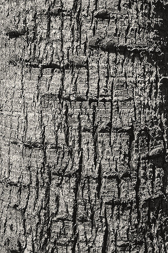 Palmier de guadaloupe