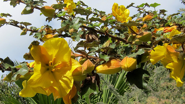 Palmier de guadaloupe (Brahea edulis)