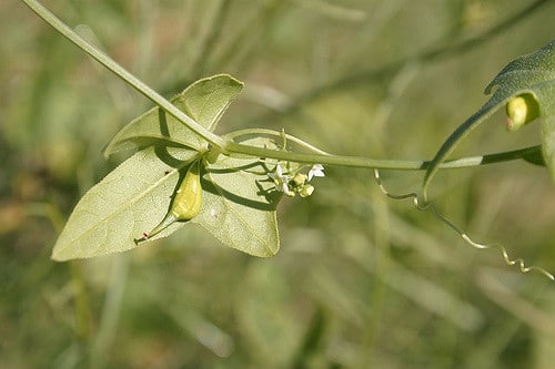 Brandegea bigelovii
