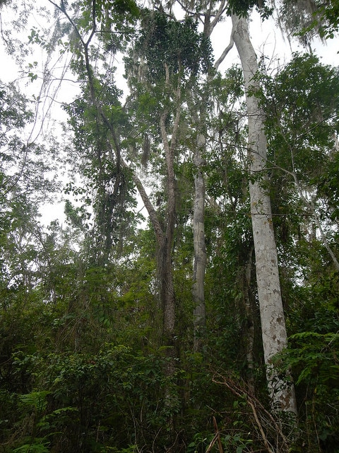 Brasiliopuntia (Brasiliopuntia brasiliensis)