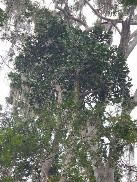 Brasiliopuntia