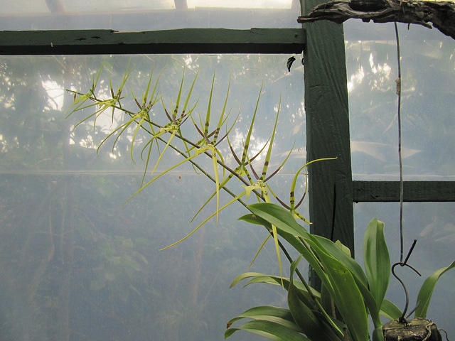 Brassia caudata (Brassia caudata)