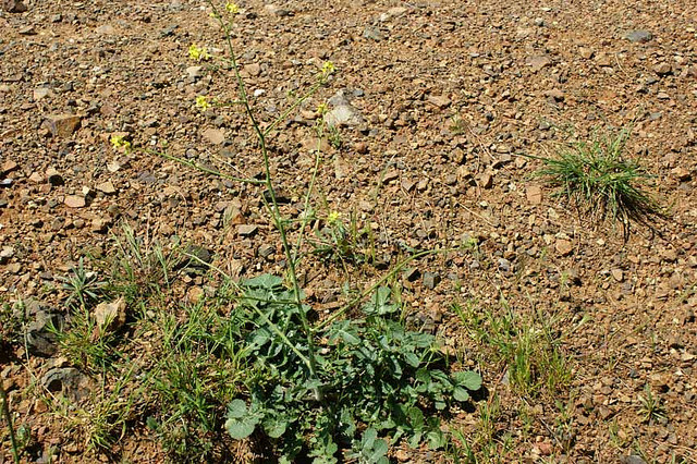 Chou ligneux (Brassica fruticulosa)