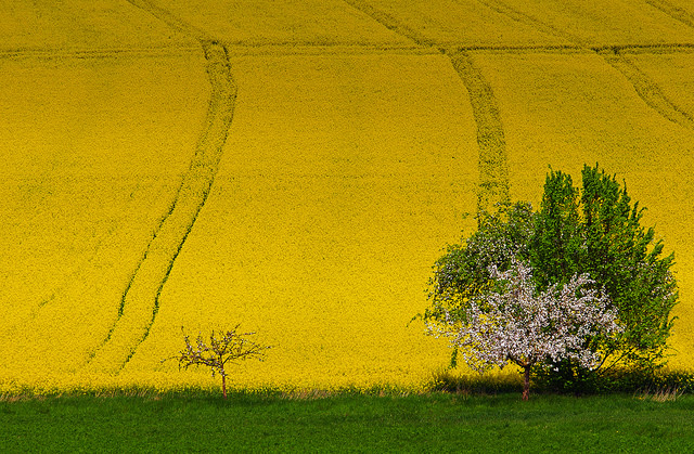 Colza (Brassica napus)