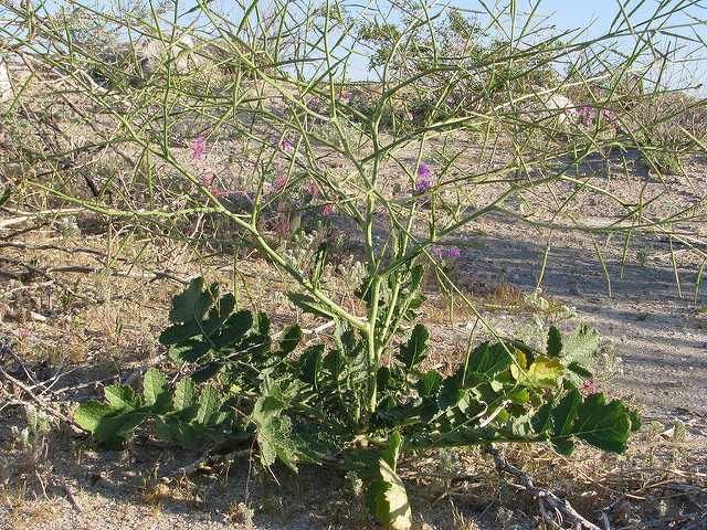 Chou de tournefort (Brassica tournefortii)