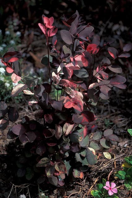 Breynia disticha