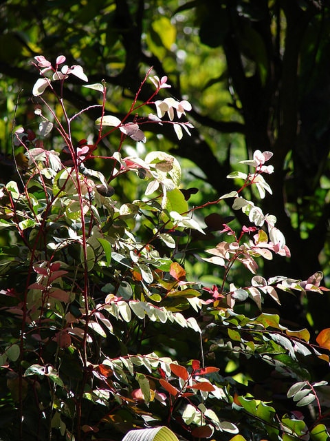 Breynia disticha