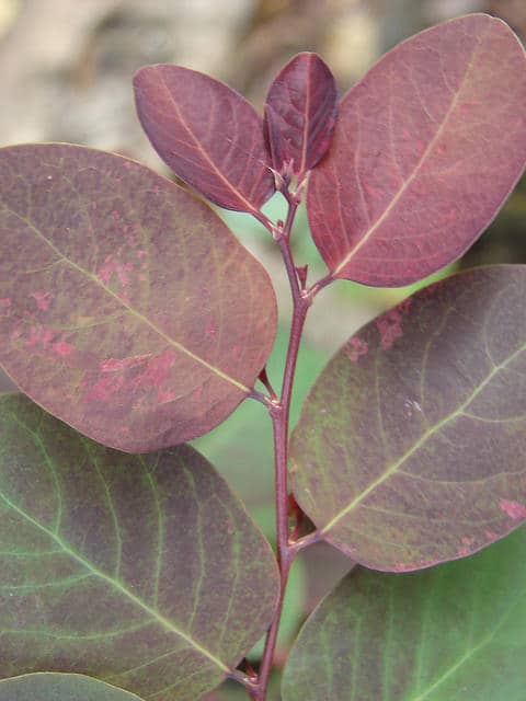 Breynia disticha