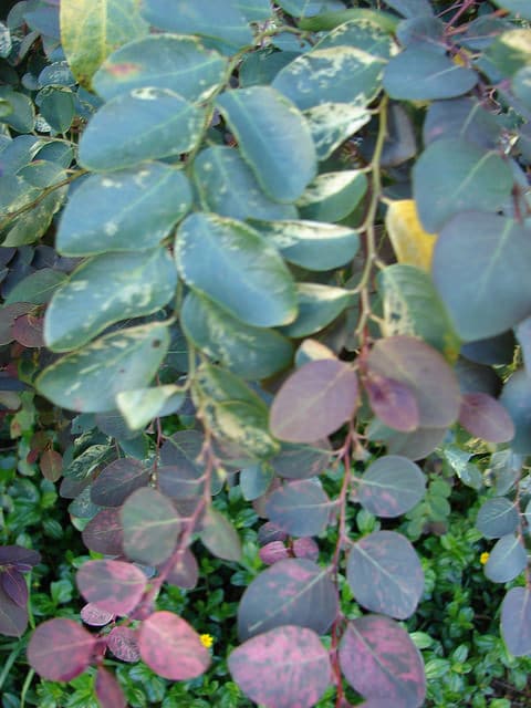 Breynia disticha