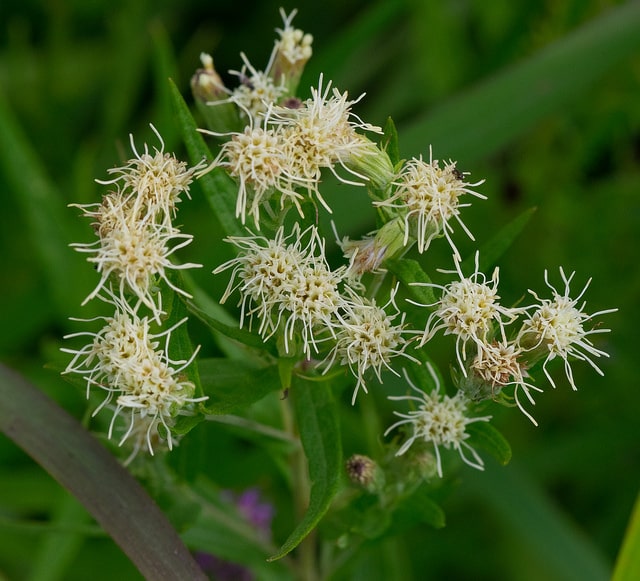Brickellia eupatorioides