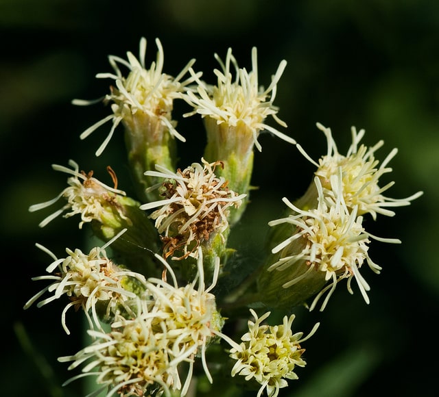 Brickellia eupatorioides