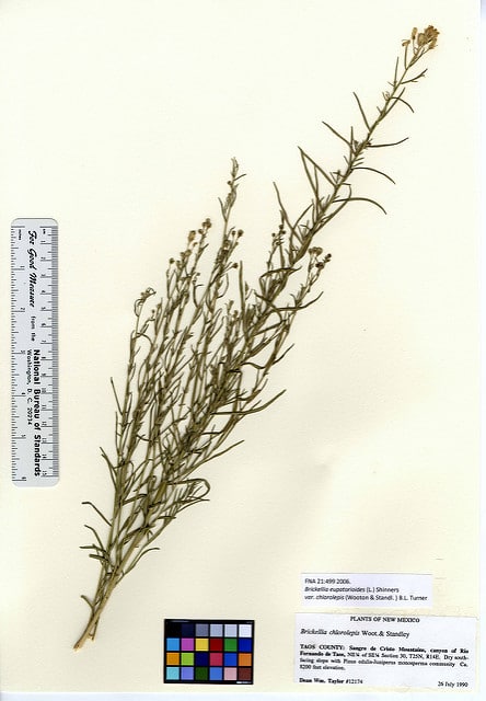 Brickellia eupatorioides